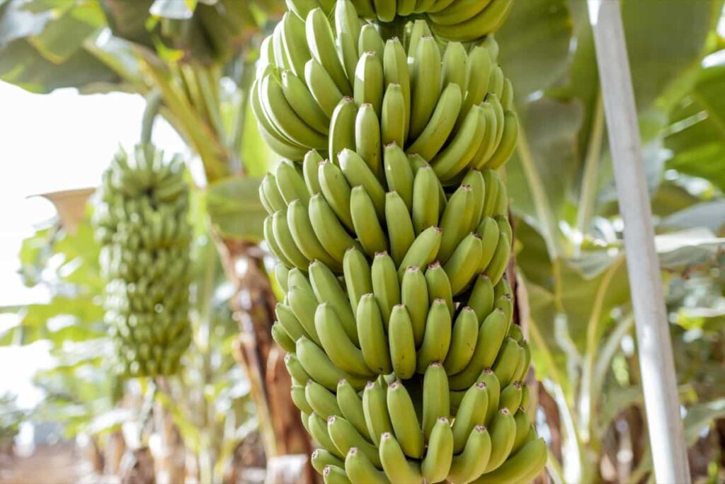 Fresh Bananas