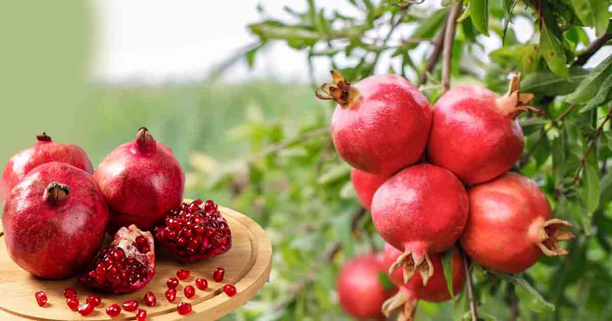 pomegranate-tree-maharashtra